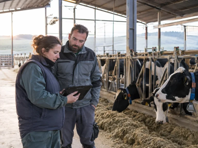 Two people reviewing a tablet beside dairy cows in a barn.